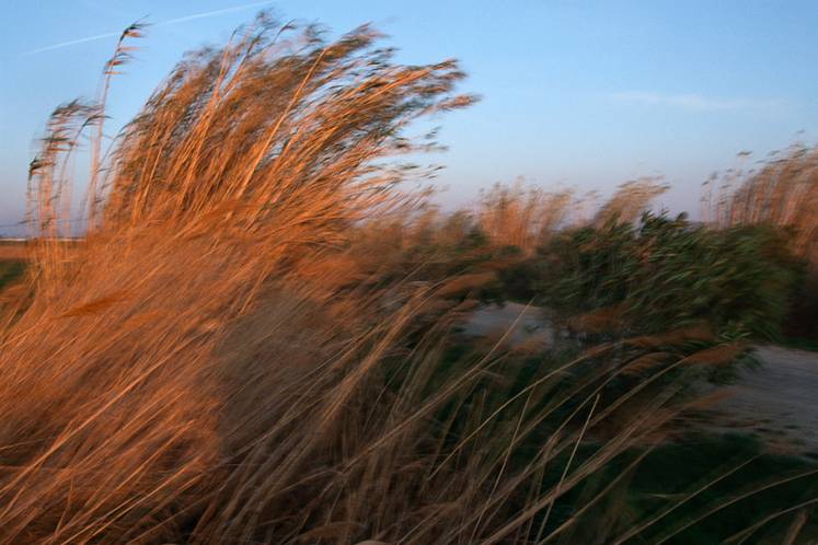 camargue.JPG